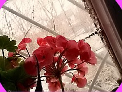  appleblossom rosebud 